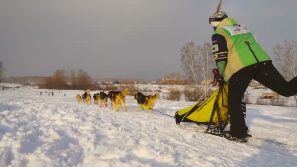 Equipe de cães de trenó husky com motorista de cão — Vídeo de Stock