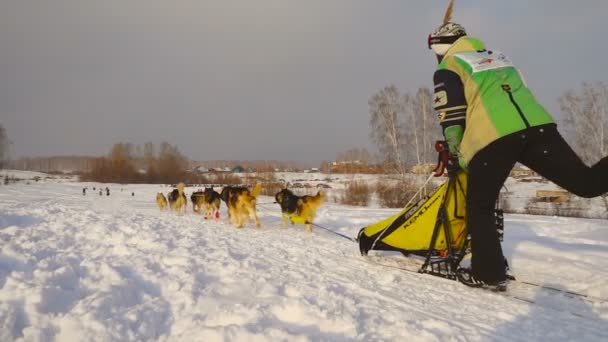 Team van husky sledehonden met hond-stuurprogramma — Stockvideo