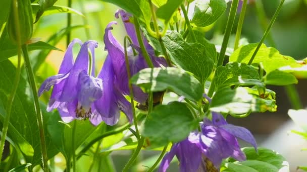 Bumblebee sul fiore aquilegia — Video Stock