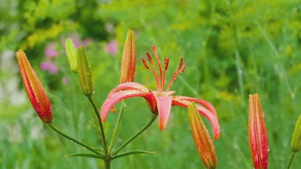 Red Lily flower under rain — Stock Video