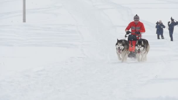 双的哈士奇雪橇犬狗驱动程序 — 图库视频影像