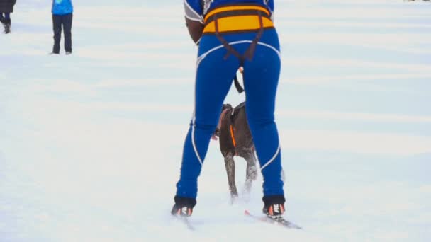 Pies i kobieta lekkoatletka podczas zawodów Skijöring — Wideo stockowe