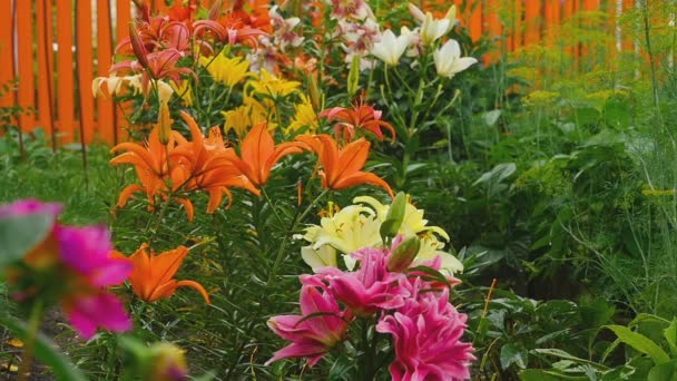 Bunte Lilien im Regen — Stockvideo