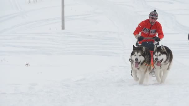 Pereche de câini de sanie husky cu șofer de câine — Videoclip de stoc