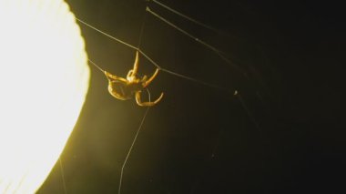 Çevre fener web örümcek örgüleri