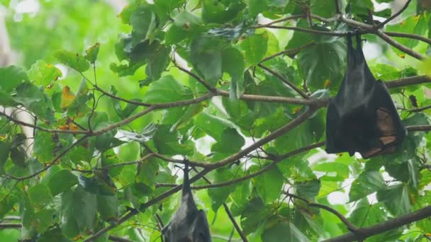 Flying fox hangs on a tree branch and washes — Stock Video