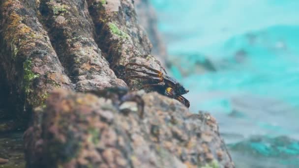 Cangrejos y rockskippers en la roca en la playa — Vídeos de Stock