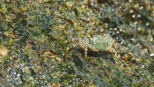 Crab on the rock at the beach — Stock Video