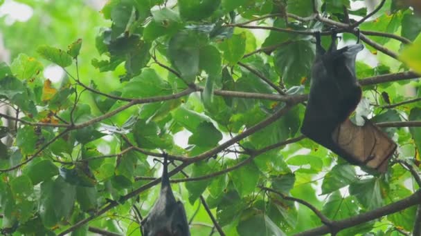 Renard volant accroché à une branche d'arbre et se lave 