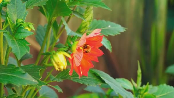 Humla på dahlia blomma — Stockvideo