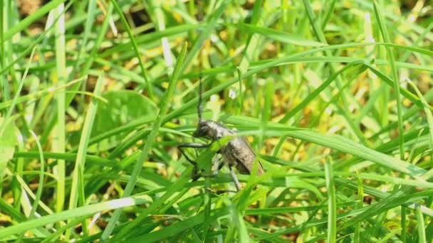 Świetne Koziorożec chrząszcz kozioróg - Gadus- — Wideo stockowe