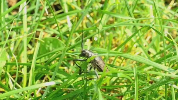 Great capricorn beetle -Cerambyx cerdo- — Stock Video