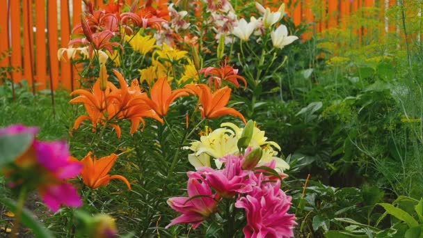 Lys colorés sous la pluie — Video