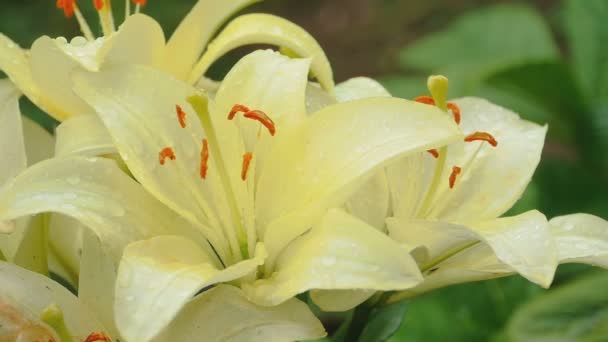 Pétalos de lirio amarillo bajo la lluvia — Vídeos de Stock