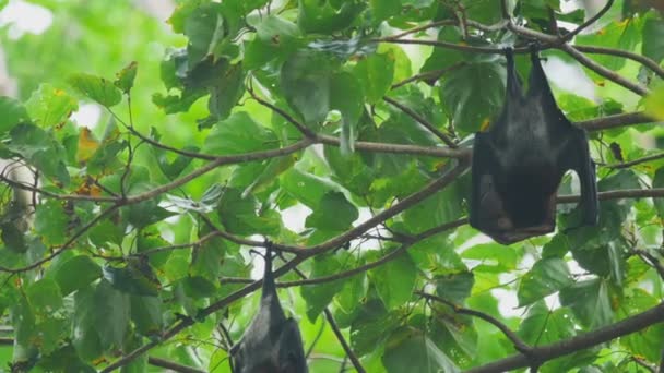 Flying fox hänger på en trädgren och tvättar — Stockvideo