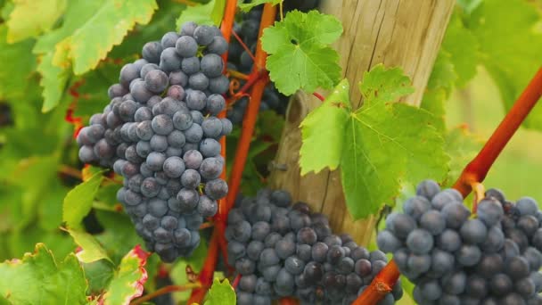 Red grapes bunches — Stock Video