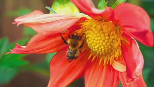 Humla på dahlia blomma — Stockvideo