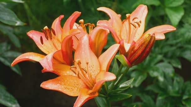 Naranja flor de lirio después de la lluvia — Vídeo de stock