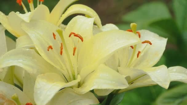 Kronblad av gul Lilja i regn — Stockvideo