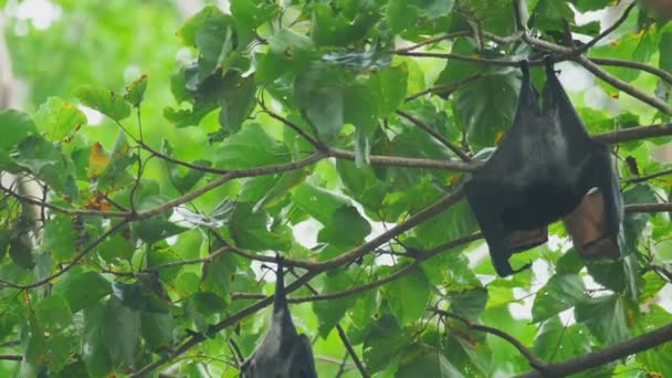 Raposa voadora pendura em um galho de árvore e lava — Vídeo de Stock