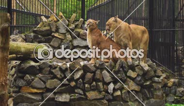 Çift cougars arasında evlilik