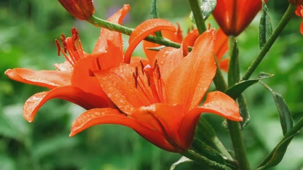 Petals of orange lily after rain — Stock Video