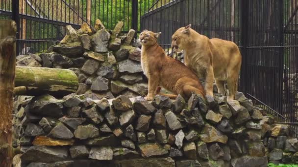 El matrimonio entre la pareja de pumas — Vídeo de stock