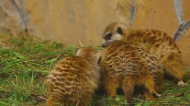 Mirket ailesi çalış