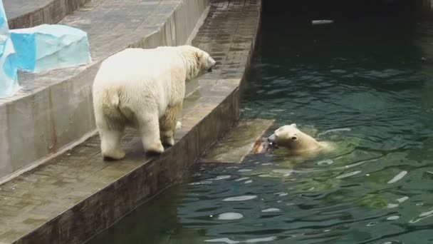 動物園でホッキョクグマ — ストック動画