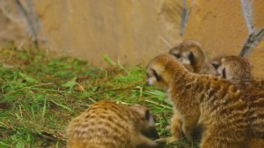 Mirket ailesi çalış