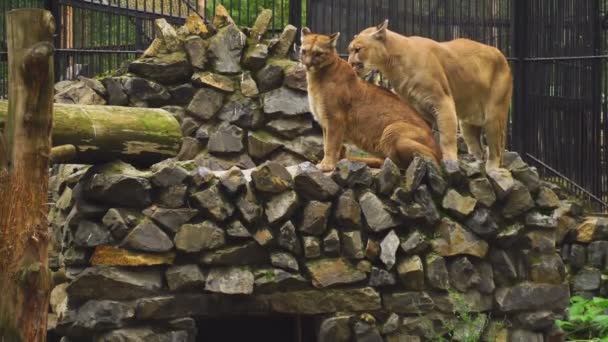 El matrimonio entre la pareja de pumas — Vídeos de Stock