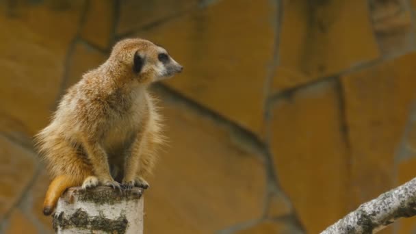 Meerkat looking out for danger — Stock Video