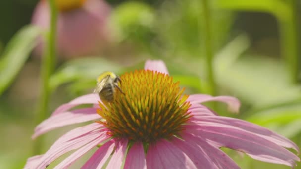 Bumblebee su un fiore di Echinacea — Video Stock