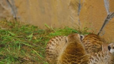 Mirket ailesi çalış