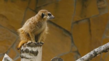 meerkat tehlike için arıyor