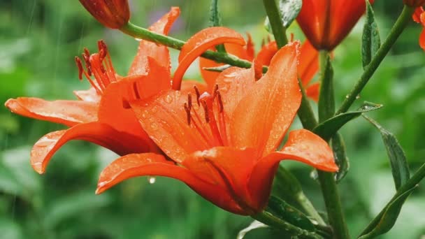 Pétalos de lirio naranja bajo la lluvia — Vídeos de Stock