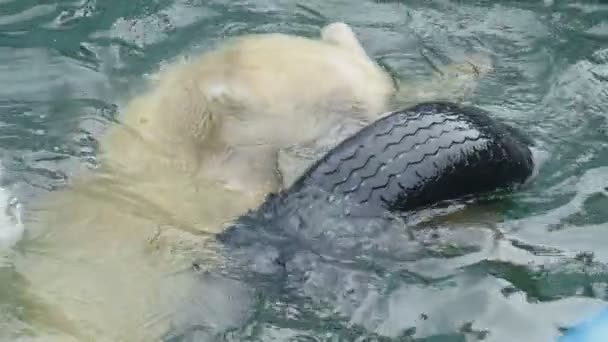 Белый медведь в зоопарке — стоковое видео