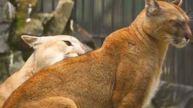 Çift cougars arasında evlilik