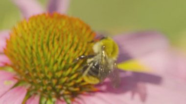 Bumblebee Ekinezya çiçek