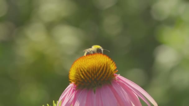 Trzmiel na kwiat Echinacea — Wideo stockowe