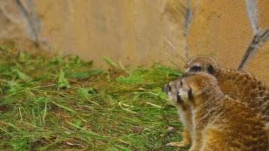 Mirket ailesi çalış