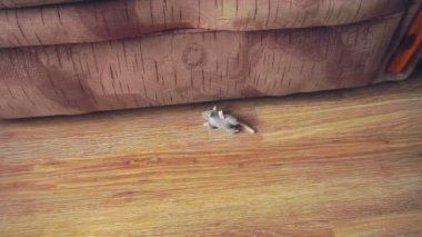 Habeş yavru kedi oyun