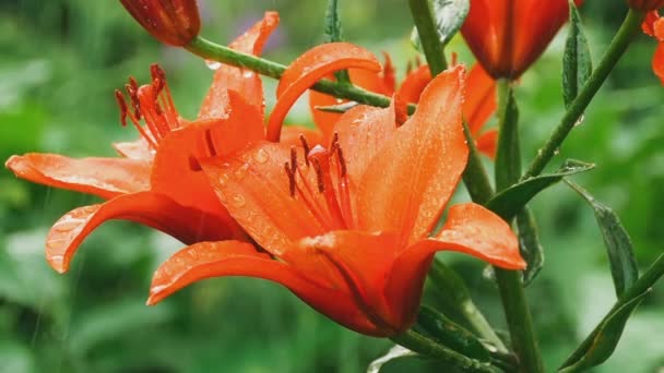 Kronblad av orange Lilja i regn — Stockvideo