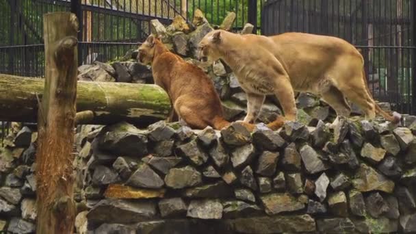 Het huwelijk tussen de paar cougars — Stockvideo