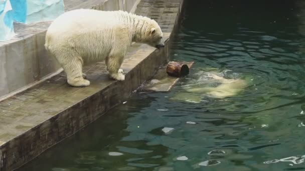 Isbjörnar på zoo — Stockvideo