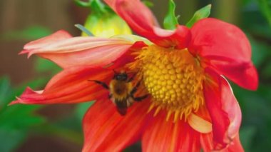 Bumblebee dahlia çiçeği üzerinde