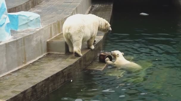 Eisbären im Zoo — Stockvideo