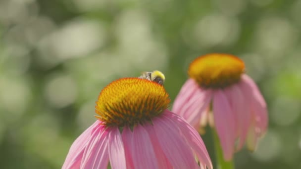 Trzmiel na kwiat Echinacea — Wideo stockowe