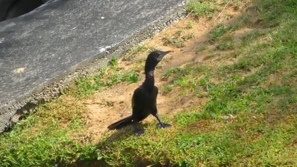 Cormorán negro en la orilla del río — Vídeo de stock