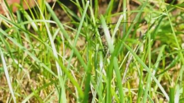 Büyük Oğlak böceği - Cerambyx cerdo-